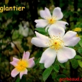 eglantier