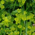 euphorbe
