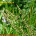 oseille