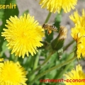 pissenlit