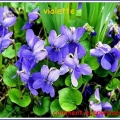 violette