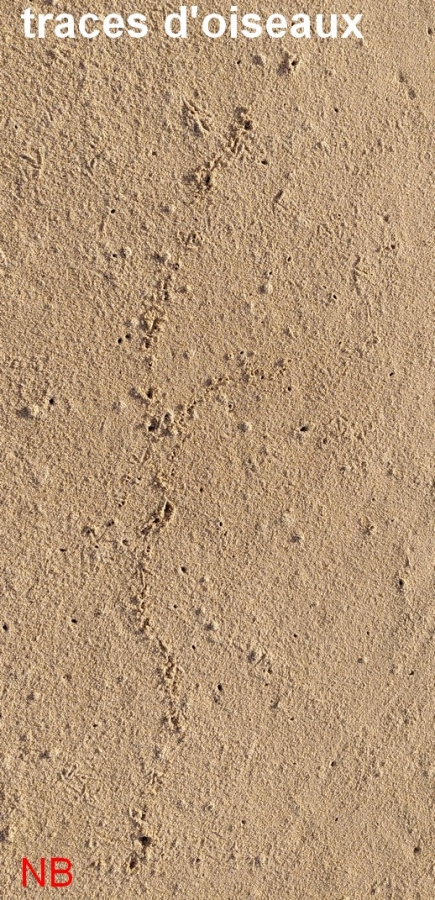 traces oiseaux