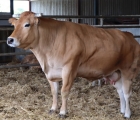 vache portrait