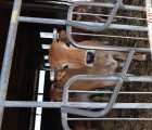 vache triste