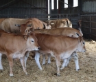 vaches veaux
