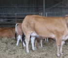 vaches